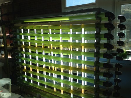 Canlı balık yemi üretim modülü