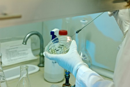 Steril koşullarda inokulasyon