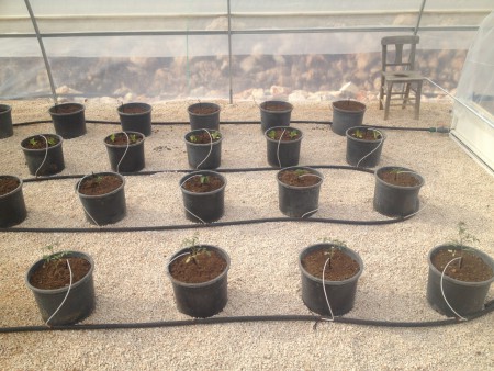 Mikroalgal gübre denemeleri